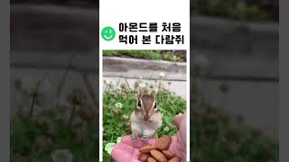 아몬드를 처음 먹어 본 다람쥐