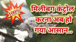 मिलीबग कंट्रोल के नौ बेस्ट तरिके/9practices to control of mealybug