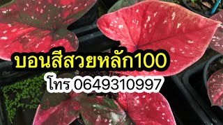 บอนสี26/10/66🌼บอนสีสวยๆหลัก100 🚛3ต้นส่งฟรี มีปลายทาง โทร☎️0649310997