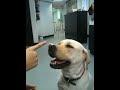 拉布拉多訓練 dog trainer ben