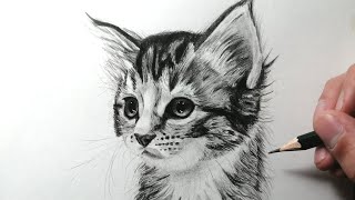 Cómo dibujar un Gato