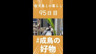 【文鳥の雛が大人になるまで】皆様のお家の小鳥ちゃんは好きな食べ物ありますか???【95日目】