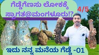 ಗೆಡ್ಡೆಗೆಣಸು ಲೋಕಕ್ಕೆ ಸ್ವಾಗತ ⁉️ ಮಂಗಳೂರು ಉಡುಪಿ ಭಾಗದ ಜನರಿಗೆ ಸುವರ್ಣ ಅವಕಾಶ ‼️ /ಪುರಾತನ ಅತಿ ಅಪರೂಪದ ಗೆಡ್ಡೆಗಳು