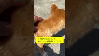 猟犬リキと熊野犬の子犬について重大なお知らせがあります！　#shorts