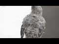 野鳥観察【bird watching】イソヒヨドリ《blue rock thrush》のひなです。毛が生えそろっていないボサボサ感がとっても可愛いです💕