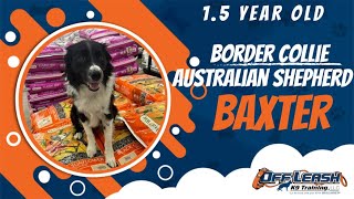 Baxter’s Amazing Training Transformation | 1.5 Years Old