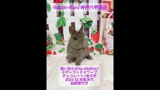 うさぎベビーちゃん♡【神戸六甲道店】#デビュー#ネザーランドドワーフ#Rabbit Ruru