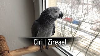 Povídání | Ciri | Zireael | Žako Šedý | African Gray