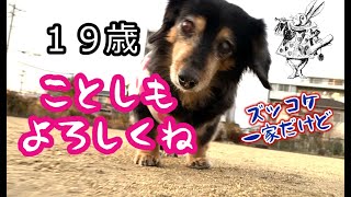 ももとの日々＃171 19歳6カ月シニア犬とズッコケシニア夫婦ですが今年もよろしくお願いします