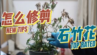 石竹花怎么修剪？园艺师教你，石竹花的详细修剪技巧