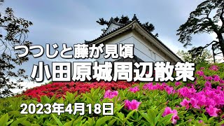 おほりばた通りから小田原城へ、そして、御感の藤へ