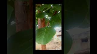 🍃vistharaku plant🌳