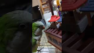 オキナインコがお賽銭入れ鐘も鳴らす #shortsfeed