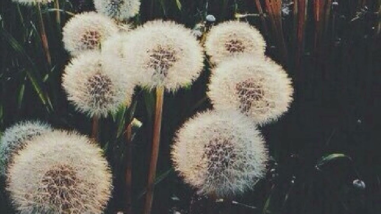 Dandelions- Ruth B. (triple Layered) - YouTube