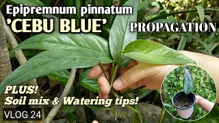 HOW TO PROPAGATE Epipremnum pinnatum 'Cebu Blue' | Cebu Blue Pothos | Cebu Blue Dragon Tail Monstera