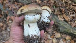 FUNGHI PORCINI 2024 | Tanti PORCINI  sul ciglio della strada! WOW