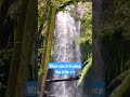 When the falls first catch your eye 👀 #maui #hawaii #waterfallhike #thejungle