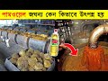 পামওয়েল এত জঘন্য কেন, জানলে মাথায় আকাশ ভাঙবে, palm oil making and farming process