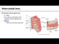 MSK Thorax - Muscles