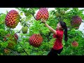 How to Harvest Custard Apple, Goes To The Market Sell - Harvesting and Cooking | Tieu Vy Daily Life