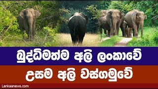 බුද්ධිමත්ම අලි ලංකාවේ / උසම අලි වස්ගමුවේ