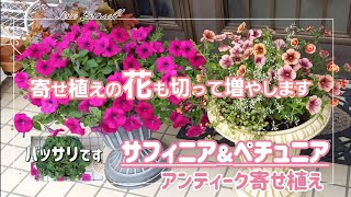 【ペチュニア\u0026サフィニア】切る　増える　挿し芽😊寄せ植え😊何度も満開に💮