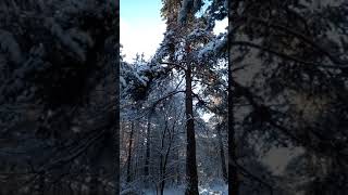 Наступила зима в ноябре . Красота природы . Снег . Лес . #Shorts