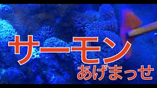 ハタゴイソギンチャクにエサを与える【海水魚水槽】