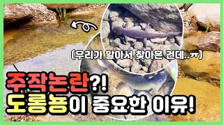 제발로 기어 온 환경지표종 보호도롱뇽?!