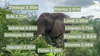 Bushes as Tall as the Elephants 🐘 Beautiful New Wilderness Scenes!