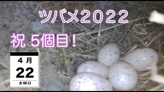 ツバメ２０２２　祝　5個目　４月２２日