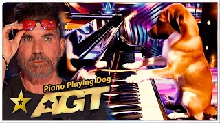 Amazing piano playing dog in AGT 2025