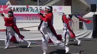 さかど華吹雪『石狩大漁祝い節』【4K】／午前の部／YOSAKOIフェスタ in 桜川 2019