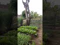 inspirasi berkebun sayuran di halaman rumah