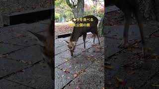 どんぐりを食べる奈良公園の鹿.2 #shorts   #奈良公園  #奈良の鹿