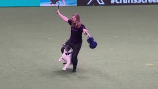 Crufts 2024 - Winner of the national freestyle. Lorna and Nora