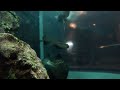 下田海中水族館アクアドームペリー号大水槽ダイビング 2024年11月2日 4k diving in aquarium large fish tank aquarium fish 水族館