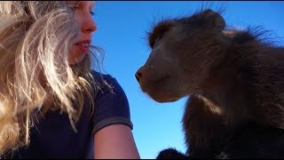 Being accepted by and grooming an alpha male baboon (+ playing with babies!)