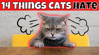 14 Things Cats HATE (#1 Might Surprise You)