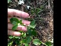 honagone honagonne amaranthus sessilis ಹೊನಗೊನ್ನೆ ಗಿಡದ ಪರಿಚಯ