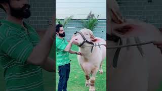 Pink bull😍 #cowlover #foryou @sufirasheed22