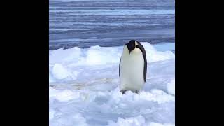 Cute fall from an emperor penguin 🐧