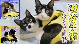 避妊手術5日～7日後の愛猫あずき＆さくらの様子🐈ボス吉が日課のウザ絡みを再開💦