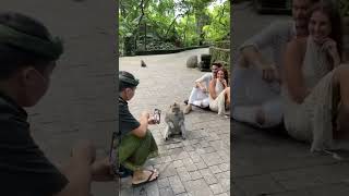 Unbelievable! Monkey #shorts #unbelievable #amazing #funny #monkey