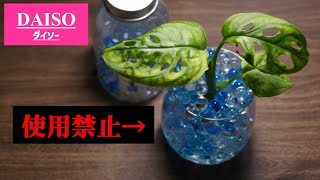 【水やり注意】100均ジェルポリマーで観葉植物を育てると危険！？【ダイソー園芸】【ハイドロカルチャー】