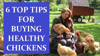 Buying Chickens: 6 Top Tips to Finding Healthy Birds for your Flock