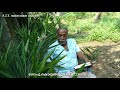 chittaratha medicinal plant chittaratha uses in malayalam rasnadi podi gopu kodungallur