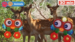 Learn Animals for Kids | My Animal Friends w Robi | Animals Names \u0026 Sounds for Toddlers |First Words