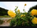 dahlia　黒川ダリヤ園の花『兵庫県川西市』nikon d3s eizosuisen