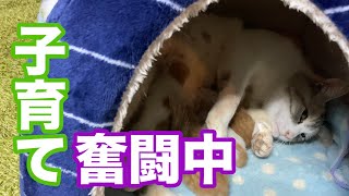 猫の出産＃３〜子猫とママの出産翌日の様子〜